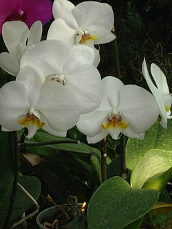 Phalaenopsis cultivar