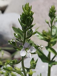 花冠は皿型で白色に淡紫色の脈がある。