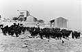 Kibbutz goat herd in its early days