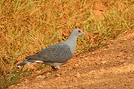 Columba unicincta