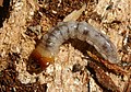 Larva de coleóptero