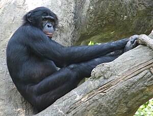 Bonobo (Pan paniscus)