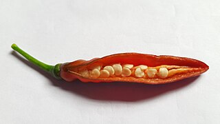 Ripe chili pepper with seeds