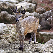 Small gray and brown deer