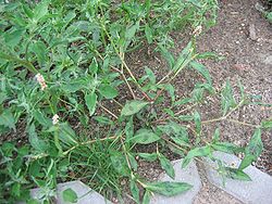 Blusu sūrene (Polygonum persicaria)