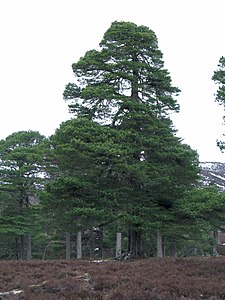 Pinus sylvestris