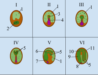 Stadium I - Zygote Stadium: Na dubbele bevruchting zijn het endosperm en de zygote zichtbaar. Stadium II - Proëmbryonaal-stadium De zygote deelt zich om een proëmbryo te vormen en er vormt zich een suspensor om voedingsstoffen van het endosperm naar het embryo over te brengen, waardoor het embryo kan groeien. Stadium III - Bolvormig stadium: Het proëmbryo bevat talrijke cellen. De wortel-scheut-as is zichtbaar. De embryonale cellen nabij de suspensor zullen de wortel vormen, terwijl de embryonale cellen aan het andere uiteinde nabij de bovenkant van het embryo de stengel zullen worden. Er zijn cellen aan de rand van het embryo die de epidermis zullen worden. Stadium IV - Hartstadium: Celdeling in het embryo creëert een hartvormig embryo waardoor de zaadlobben zichtbaar worden. Stadium V - Torpedofase: De wortel neemt de vorm van een torpedo aan. De topmeristemen van de wortel en de stengel verschijnen. Ook aanwezig is het grondmeristeem. De zaadlobben zijn duidelijk zichtbaar en beginnen te buigen. Stadium VI - Volwassen embryonaal stadium: Het epicotyl, dat bijdraagt aan de stengel en hypocotyl, dat bijdraagt aan de wortel, worden samen met de kiemwortel zichtbaar. De zaadlobben zijn zeer duideijk zichtbaar. Procambium is te zien in de kern van het embryo. De integumenten van de zaadknop worden de zaadhuid. 1) Endosperm; 2) Zygote; 3) Embryo; 4) Kiemdrager (suspensor); 5) Zaadlobben; 6) Stengel topmeristeem; 7) Wortel topmeristeem; 8) Worteltje; 9) Hypocotyl; 10) Epicotyl