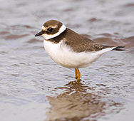 Bontbekplevier (Charadrius hiaticula)