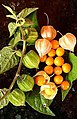 Physalis peruviana Պերուի հարսնախոտ