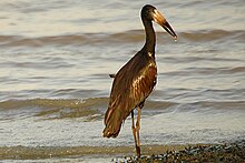 African openbill.jpg