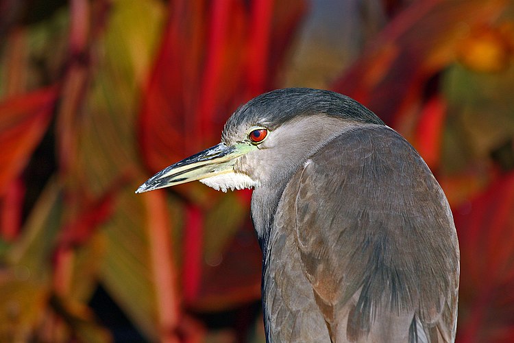 Обыкновенная кваква (Nycticorax nycticorax)