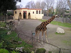 Giraf voor het giraffenhuis