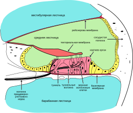 Поперечный разрез улитки внутреннего уха