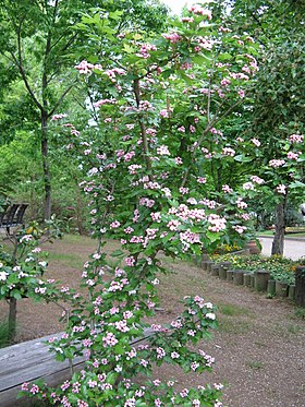 Crataegus laevigata