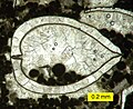 Thin section view of calcite crystals inside a recrystallized bivalve shell in a biopelsparite.