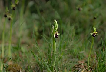 Ophrys passionis