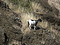 2011年4月27日 (水) 10:23時点における版のサムネイル