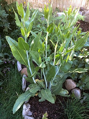 Pöberkrüüs (Lepidium latifolium)