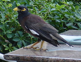 treurmaina (Acridotheres tristis)