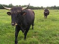 « Aurochs » reconstitués de la « ferme des aurochs », en Charente.