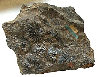 The foliage of Calamites