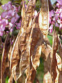 Hoa và quả đã già của cây Judas (Cercis siliquastrum)