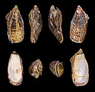 Crassostrea gigas (Ostreidae)