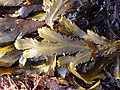 크로미스타 – Fucus serratus