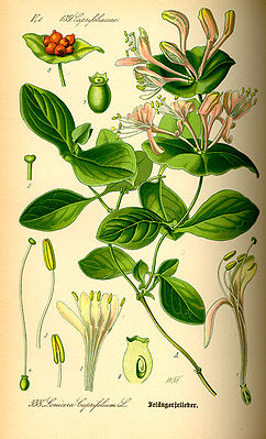 Lonicera caprifolium, tiaknang