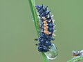 Coccinelle au stade larvaire 3 ou 4