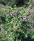 Lavatera arbórea (Lavatera arborea).