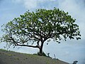 Bursera simaruba