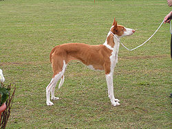 Podenco d'Ibiza rouge et blanc.