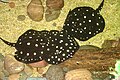 Three Xingu River rays at the Dallas World Aquarium