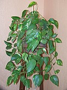 Pothos d’intérieur avec branches retombantes