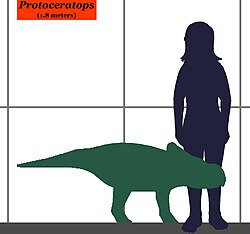 Protoceratops-human size.JPG