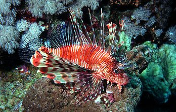 Une rascasse volante rouge (Pterois volitans). (définition réelle 800 × 512*)