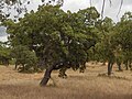 Sobreiro no Alentejo