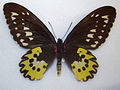 Ornithoptera rothschildi ロスチャイルドトリバネアゲハ♀