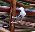 Mycena bulbosa