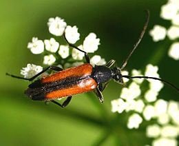 Juodasiūlis grakštenis (Stenurella melanura)