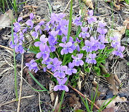 Našlaitė pašepėlė (Viola hirta)