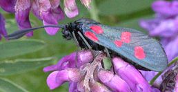 Zygaena trifolii