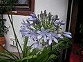 Agapanthus