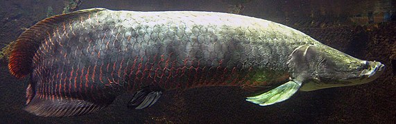 Arapaima presso il Cologne Zoological Garden