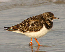 Non-breeding plumage