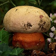 Rubroboletus legaliae.