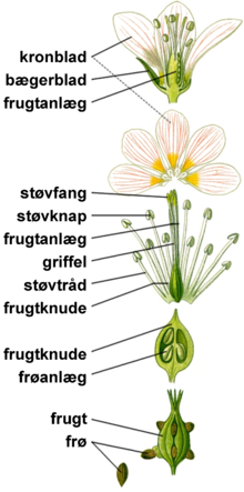 Blomstensdele.png