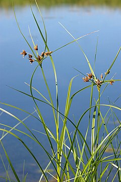 Pajūrinis liūnmeldis (Bolboschoenus maritimus)