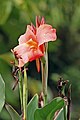 Canna hybrida